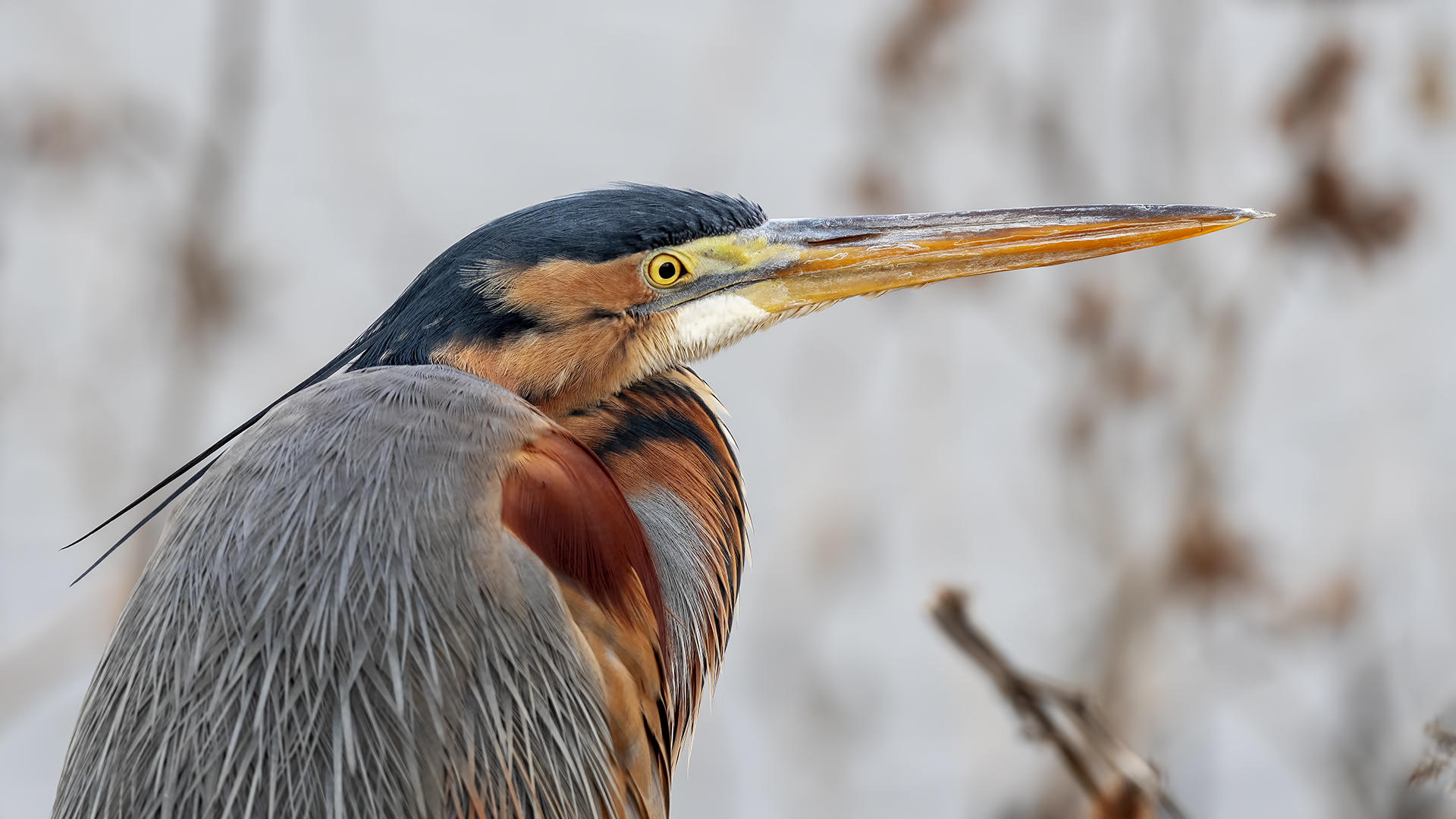 Purple Heron